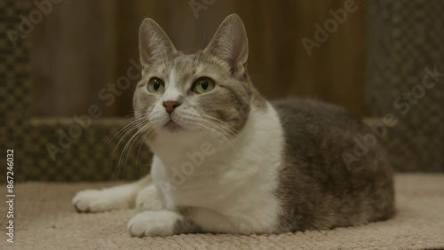 Wallpaper Mural Attentive Cat Resting on Carpet Torontodigital.ca