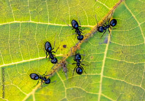 Ants collect aphids on a tree leaf. Macro photo