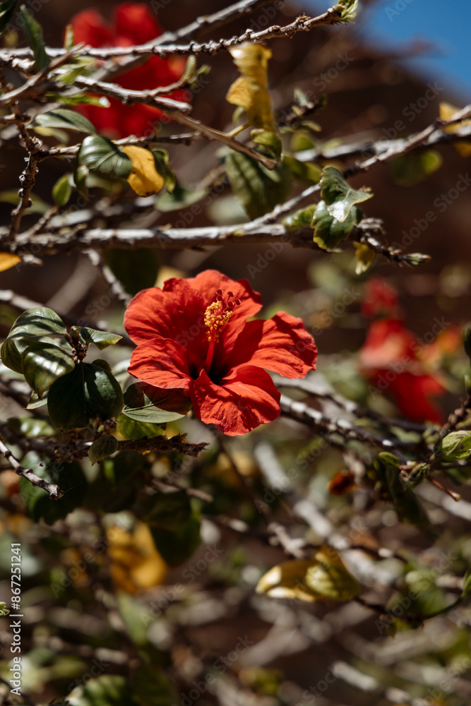 close-up shows a red flower on a branch among green and yellow leaves. The background is blurred, which brings out the beauty and details of the flower. close-up shows a red flower on a branch among green and yellow leaves. The background is blurred, which brings out the beauty and details of the flower.