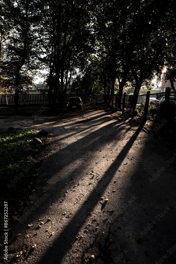 Fototapeta premium the sunlight through the trees in the forest