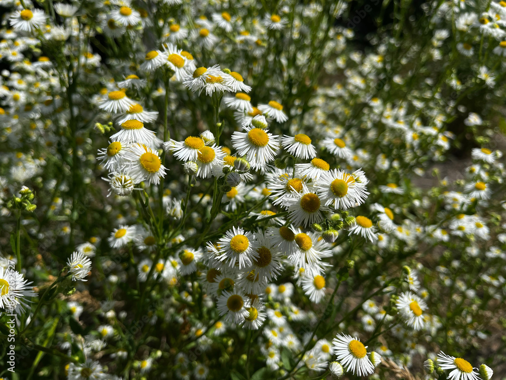 A field of white daisies with yellow centers. The flowers are in full bloom and are scattered throughout the field. The bright colors of the flowers create a cheerful and uplifting mood A field of white daisies with yellow centers. The flowers are in full bloom and are scattered throughout the field. The bright colors of the flowers create a cheerful and uplifting mood