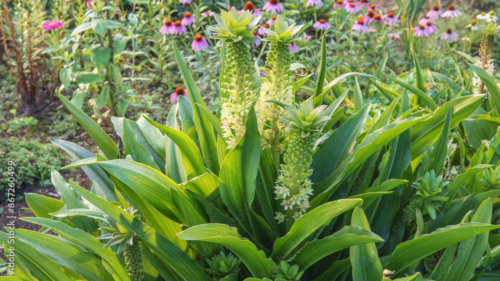 Obraz premium パイナップルのような形に咲くホシオモト（Eucomis）の花【パイナップルリリー】