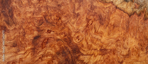 Natural Afzelia burl wood striped is a wooden beautiful pattern for background