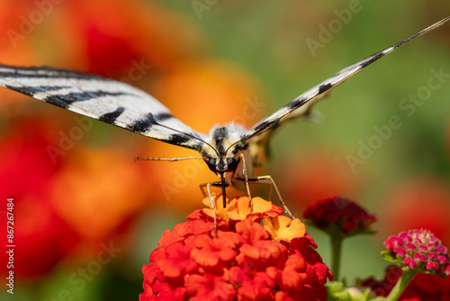 A scarce swallotail is feeding on nectar.  photo