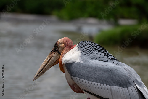 Картината върху платно "Majestic in detail: A close-up of the marabou stork, showcasing its striking features and unique charm