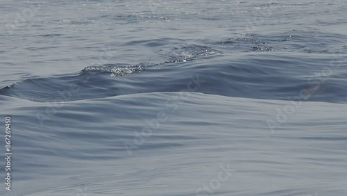 happy jumping striped dolphins slow motion