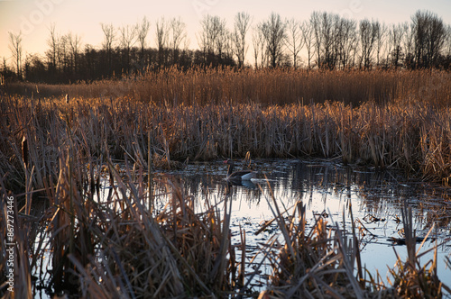 Ente zwischen Schilf im Brenner Moor bei Bad Oldesloe, Deutschland