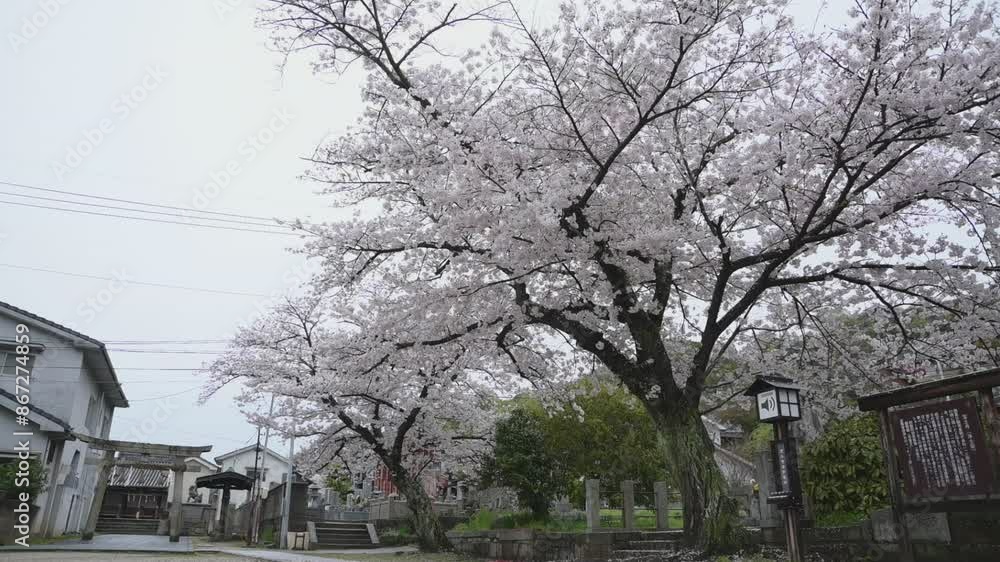桜咲く春の宝土寺 （広島県尾道市,2024年4月）
