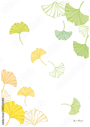 イチョウのイラスト素材-Ginkgo