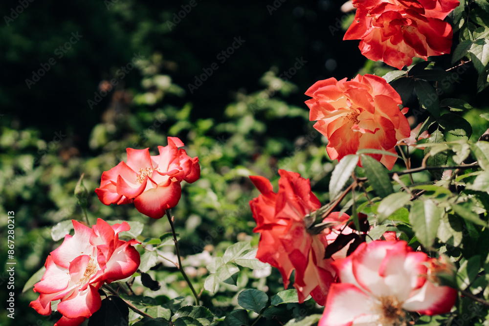 bush yellow and red rose petals close-up in botanical garden, rose background bush yellow and red rose petals close-up in botanical garden, rose background