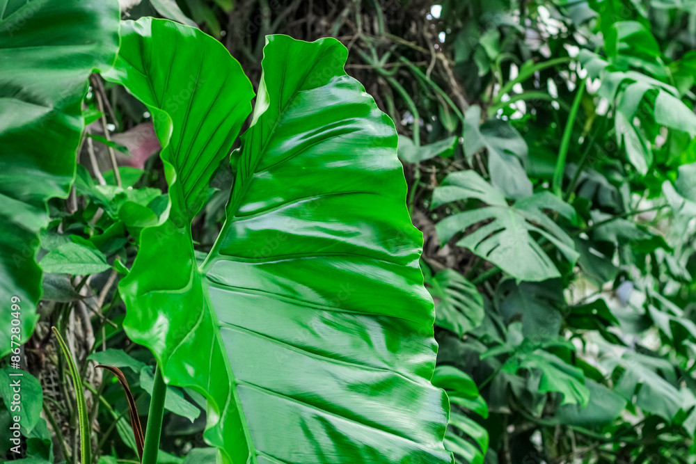 Obraz premium Alocasia Portadora tropical leaves in the forest close-up
