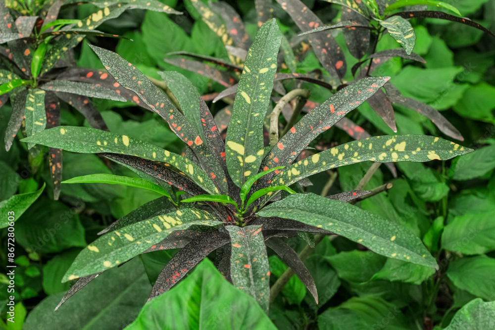 Codiaeum variegatum tropical green leaves in forest Codiaeum variegatum tropical green leaves in forest