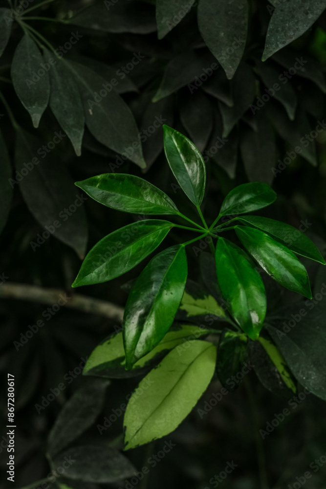 Schefflera arboricola tropical green leaves in forest Schefflera arboricola tropical green leaves in forest