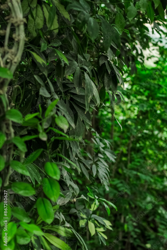Fototapeta premium Epipremnum aureum tropical green leaves in forest
