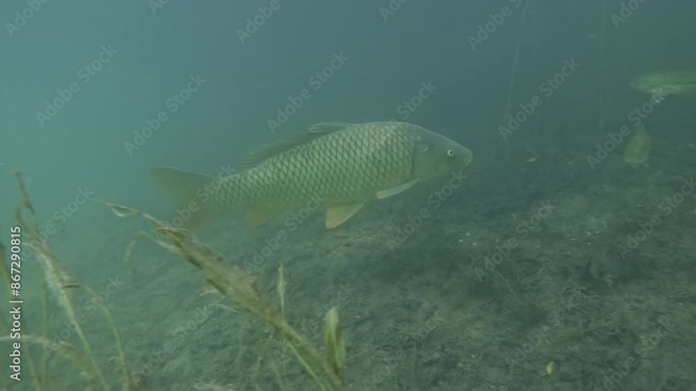 e : A carp crosses paths with three black bass, illustrating fish coexistence. Check the gallery for similar footages. e : A carp crosses paths with three black bass, illustrating fish coexistence. Check the gallery for similar footages.
