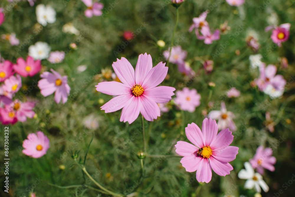 Colorful cosmos flowers blooming in the garden. A beautiful flower field summer meadow. Colorful cosmos flowers blooming in the garden. A beautiful flower field summer meadow.