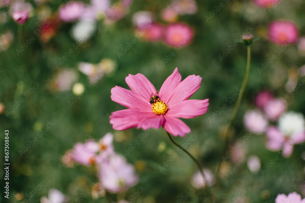 A closeup shot of honey bee collecting pollen from cosmos flower. Little bee pollinating on cosmos flower. A closeup shot of honey bee collecting pollen from cosmos flower. Little bee pollinating on cosmos flower.