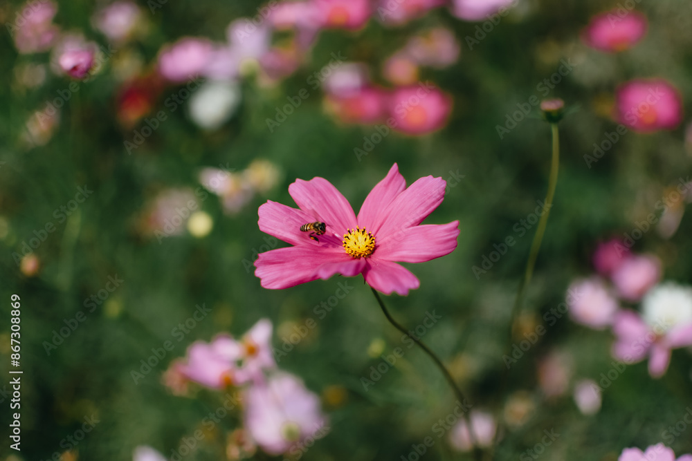 Close up of cosmos flower with the bee on it. Pink garden cosmos flowers blooming in the garden. Nature and flower background. Flower and plant. Close up of cosmos flower with the bee on it. Pink garden cosmos flowers blooming in the garden. Nature and flower background. Flower and plant.