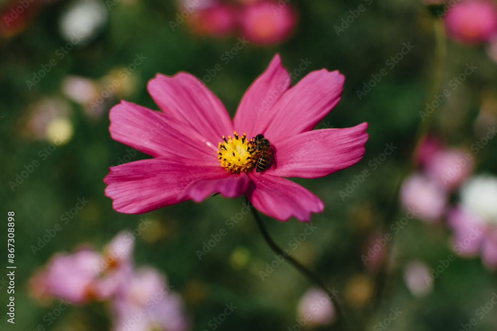 Fototapeta premium A closeup shot of honey bee collecting pollen from cosmos flower. Little bee pollinating on cosmos flower.