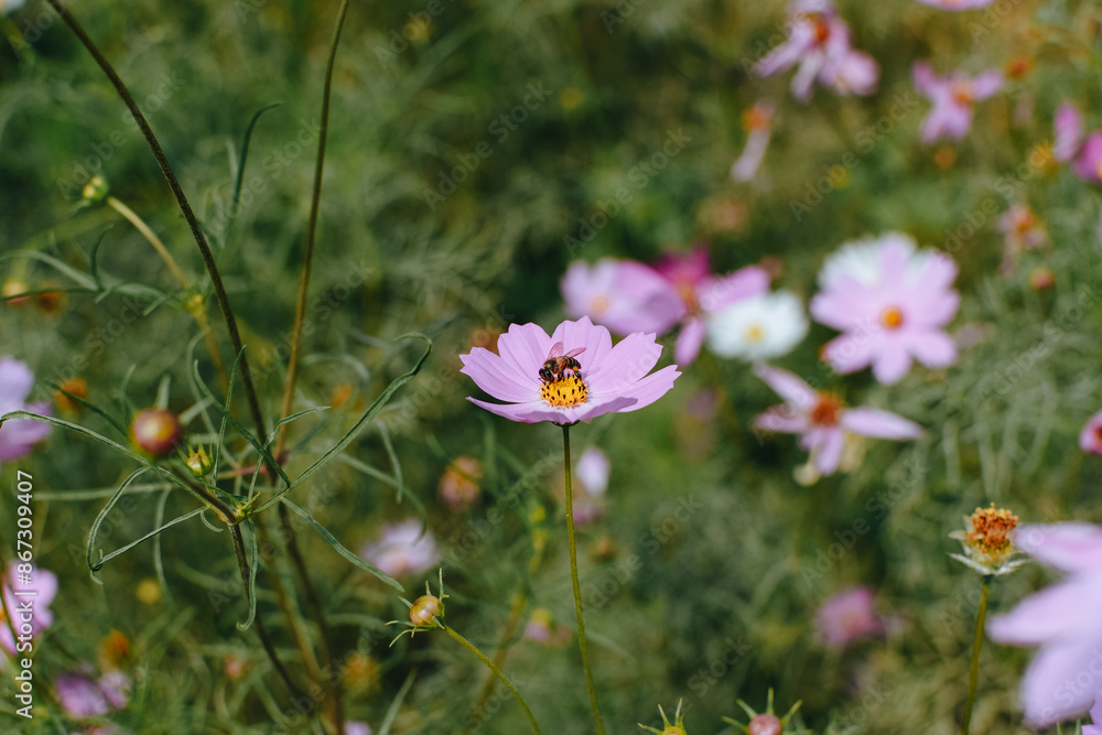 Colorful cosmos flowers blooming in the garden. A beautiful flower field summer meadow. Colorful cosmos flowers blooming in the garden. A beautiful flower field summer meadow.