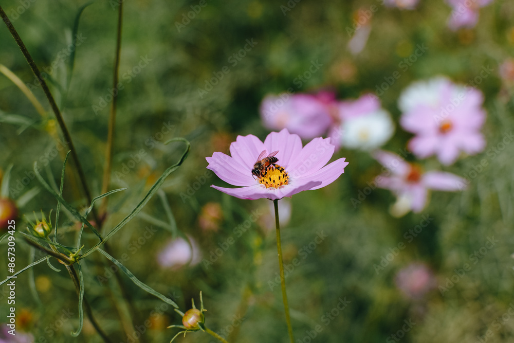 A closeup shot of honey bee collecting pollen from cosmos flower. Little bee pollinating on cosmos flower. A closeup shot of honey bee collecting pollen from cosmos flower. Little bee pollinating on cosmos flower.
