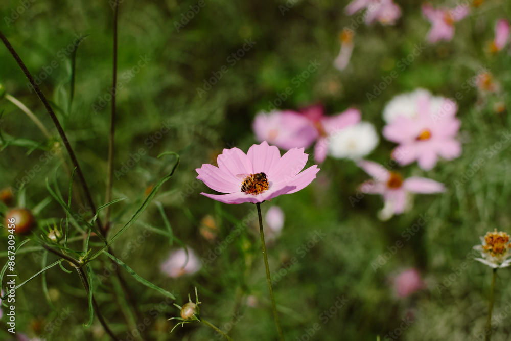 A closeup shot of honey bee collecting pollen from cosmos flower. Little bee pollinating on cosmos flower. A closeup shot of honey bee collecting pollen from cosmos flower. Little bee pollinating on cosmos flower.