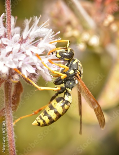 Polistes dominula is a yellow and black wasp that is eating a Mentha pulegium flower in a golden background