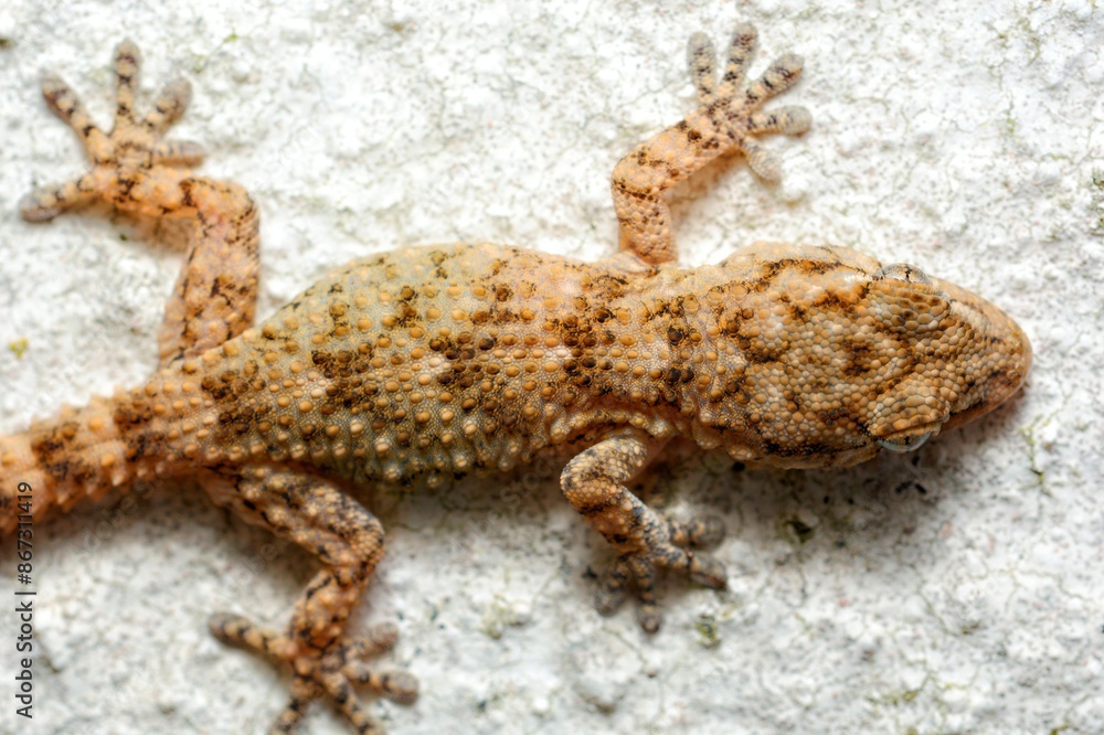 Naklejka premium Tarentola mauritanica a gecko is shown in a white background