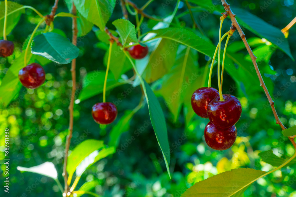 Closeup of Nature view of green leaves and cherry on blurred greenery background in forest. Leave space for letters, Focus on leaf and shallow depth of field. High quality photo