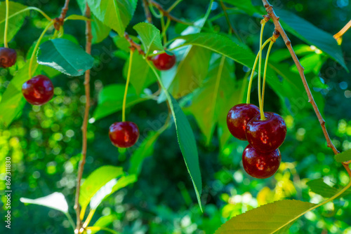 Obraz na płótnie Closeup of Nature view of green leaves and cherry on blurred greenery background in forest. Leave space for letters, Focus on leaf and shallow depth of field. High quality photo w salonie