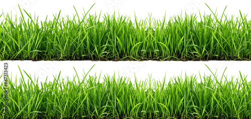 Collection of grass concept. Green grass on transparent background.