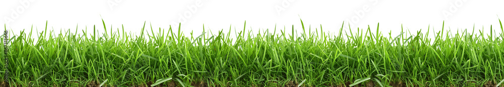 Green grass on transparent background. Green grass on transparent background.