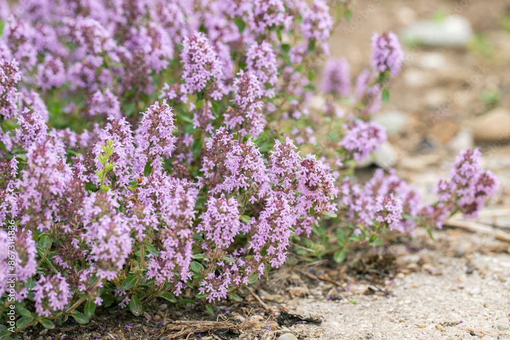 Lemon thyme in bloom (Thymus pulegioides). Copyspace. Lemon thyme in bloom (Thymus pulegioides). Copyspace.