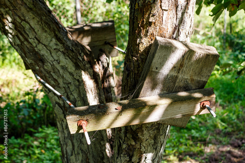 An old fruit tree in the garden fastened with clamps, strengthening the branches of an apple tree photo