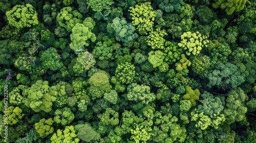 Aerial View of Dense Green Forest Canopy. © Chaiciri