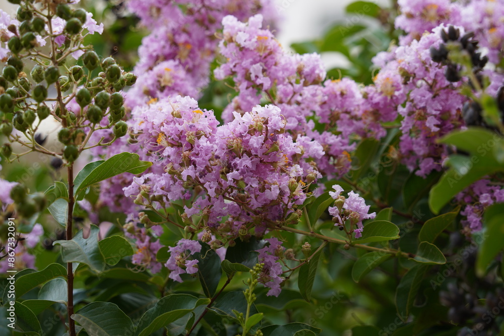 Lagerstroemia speciosa also known as giant crepe-myrtle, or Queen's crepe-myrtle, a big tree with purple flowers Lagerstroemia speciosa also known as giant crepe-myrtle, or Queen's crepe-myrtle, a big tree with purple flowers