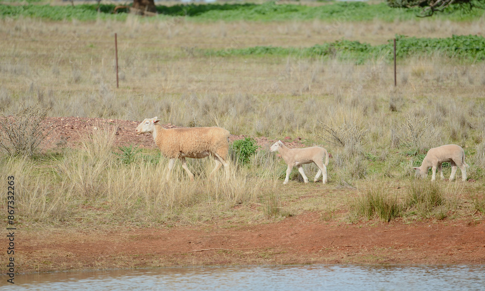 A ewe leads her lambs to the waterhole. A ewe leads her lambs to the waterhole.