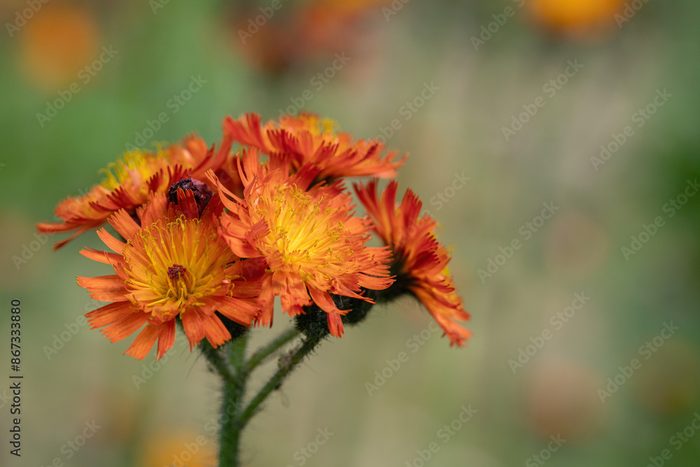Inflorescence of orange hawkweed (Hieracium aurantiacum). Copyspace. Inflorescence of orange hawkweed (Hieracium aurantiacum). Copyspace.