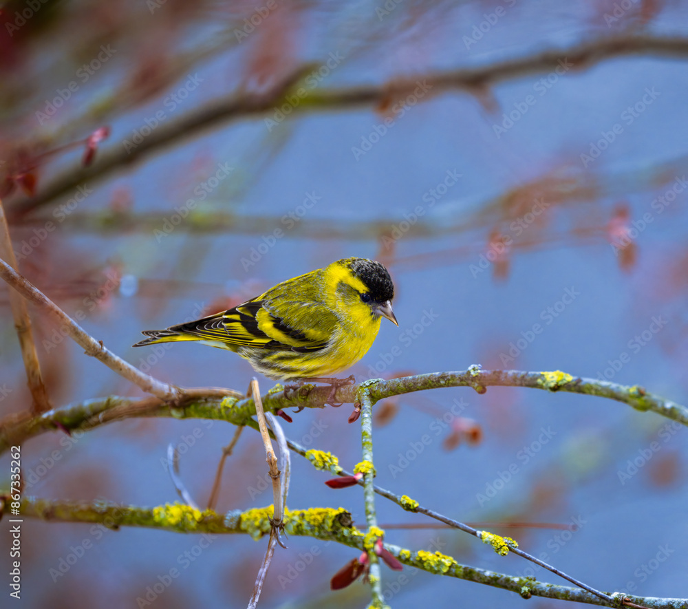 Obraz premium Yellow male black-headed goldfinch