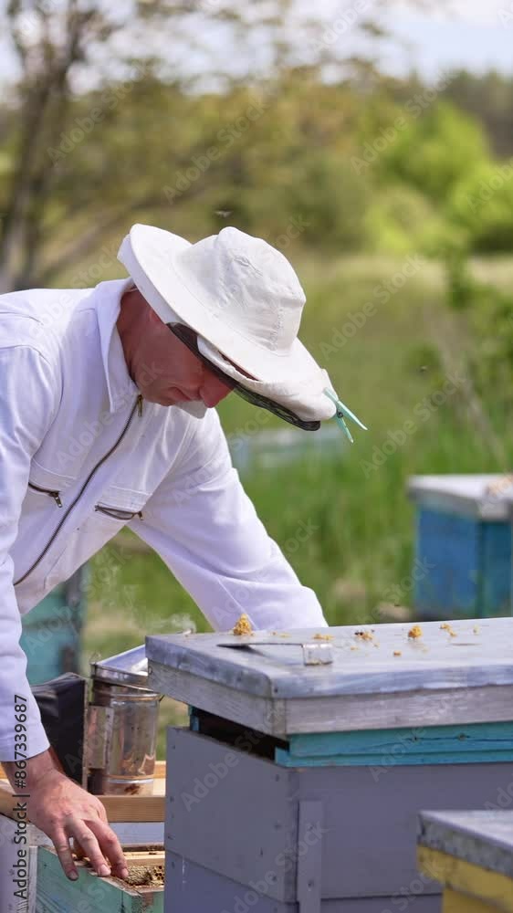 Apiarist wearing white suit working at his bee farm. Man holds a metal instrument and uses it in beehive. Blurred nature backdrop. Vertical video Apiarist wearing white suit working at his bee farm. Man holds a metal instrument and uses it in beehive. Blurred nature backdrop. Vertical video
