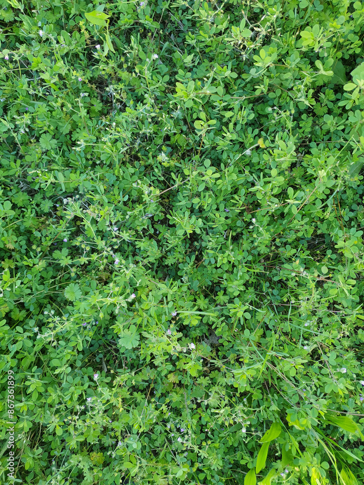 Fototapeta premium green meadow background