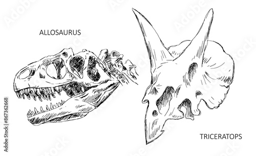 Dinosaur skull skeleton. Allosaurus and triceratops lizard. Scary monster predator with teeth. Science of paleontology. Black and white vector illustration sketch. Hand drawn ink on white background