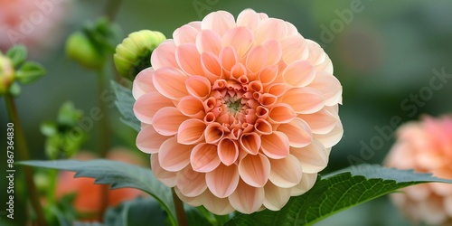 Gorgeous hue of Dahlia Peach Fuzz in full flower.