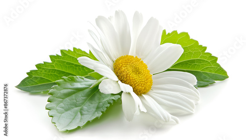 one chamomile or daisies with leaves isolated on white background