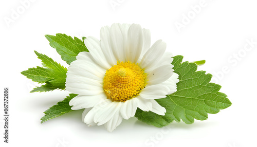 one chamomile or daisies with leaves isolated on white background