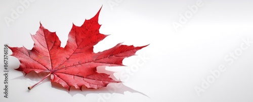 Canada Independence Day. Red maple leaf on a white background, close-up. AI generated.