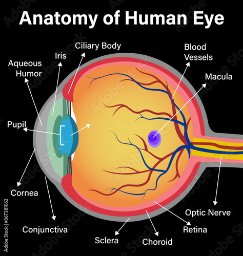 Human eye anatomy, detailed labeled illustration on a black background.