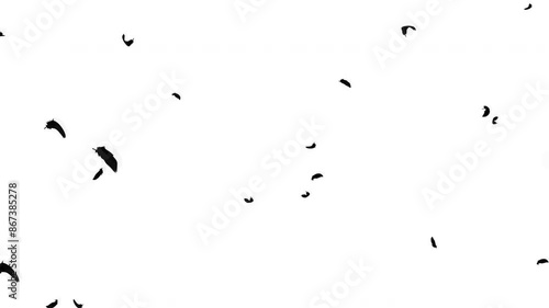 羽根が斜め上から降る動画、ループ、背景白