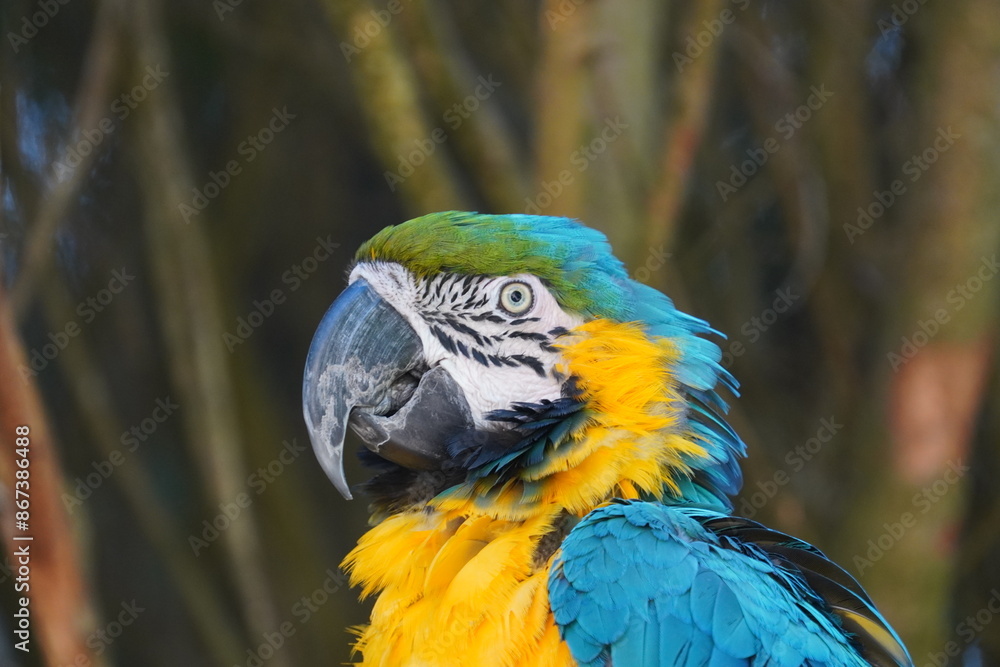 Fototapeta premium Blue and yellow macaw