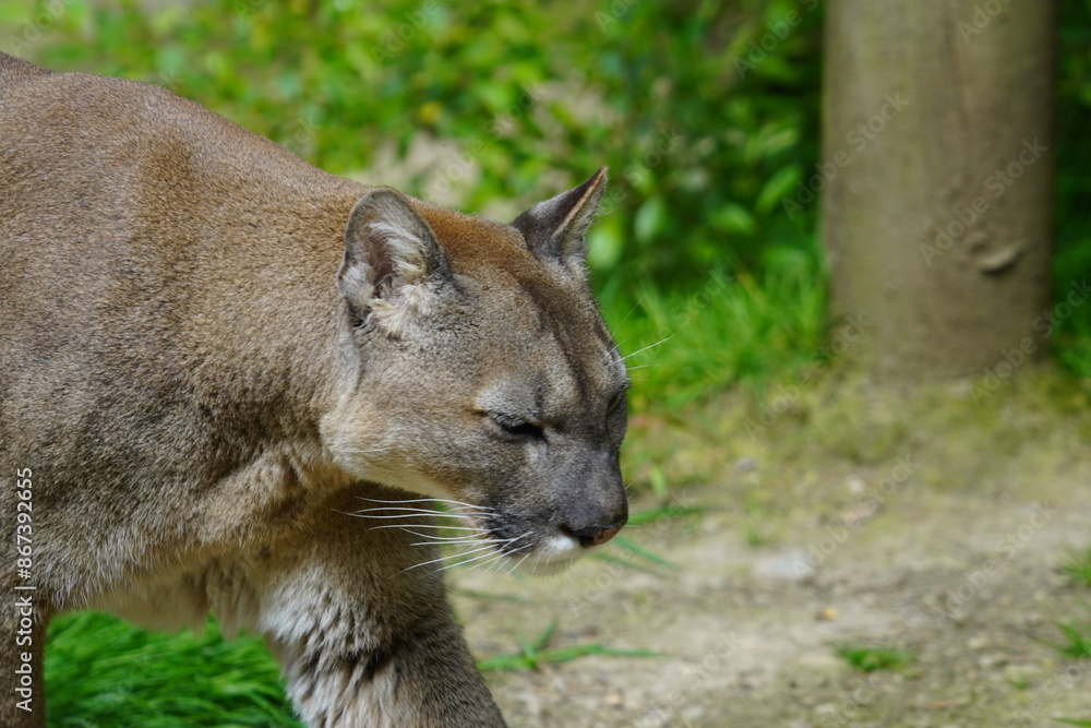 Naklejka premium Cougar